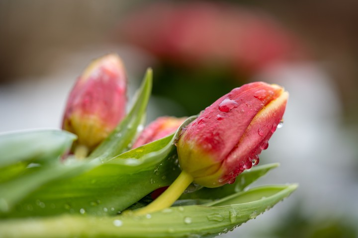Tulips