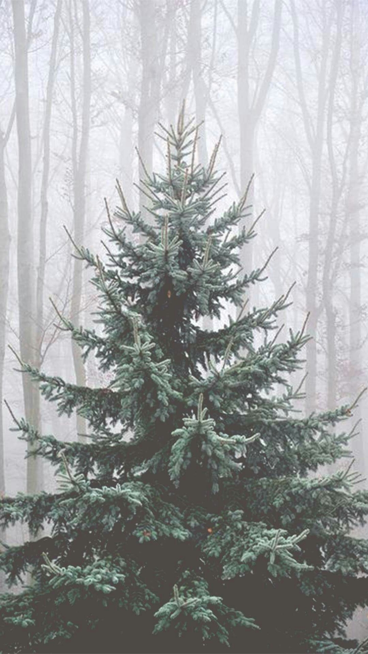 Christmas tree