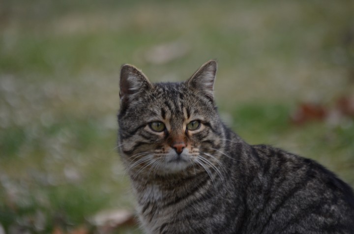cat