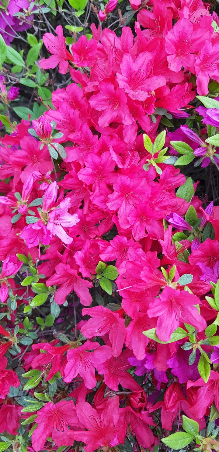 spring