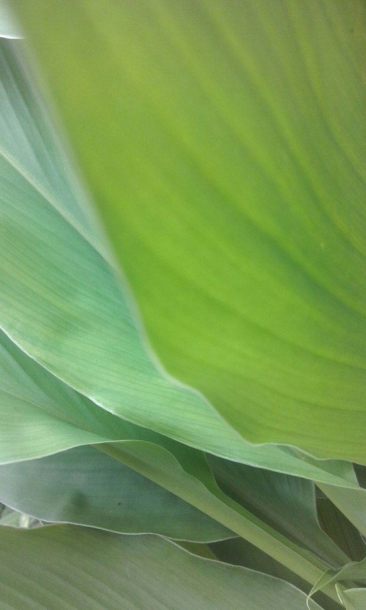 textura  verde