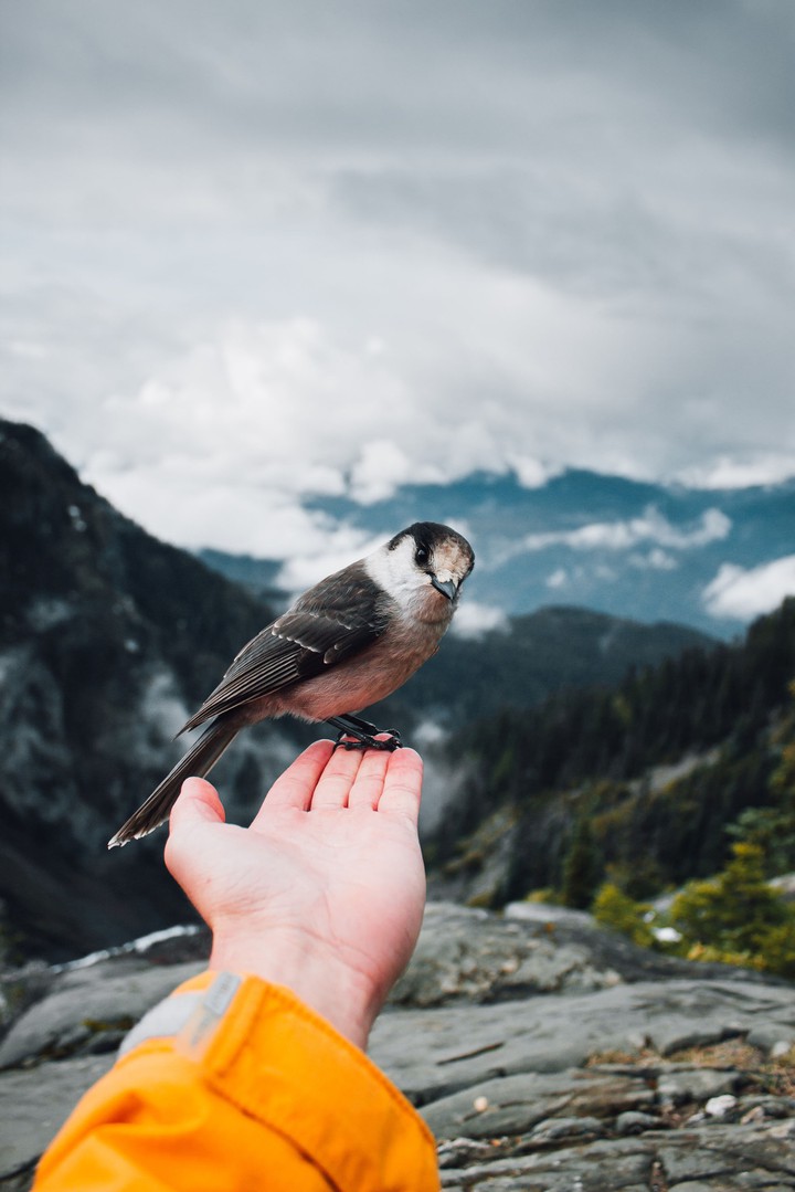 Bird