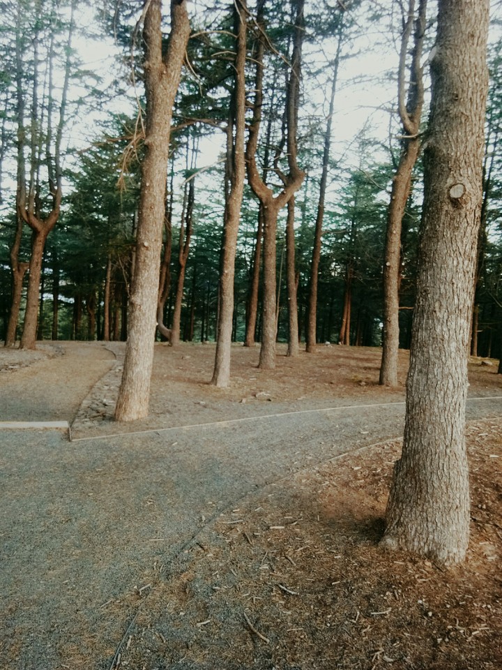 forest has paths too #never give up