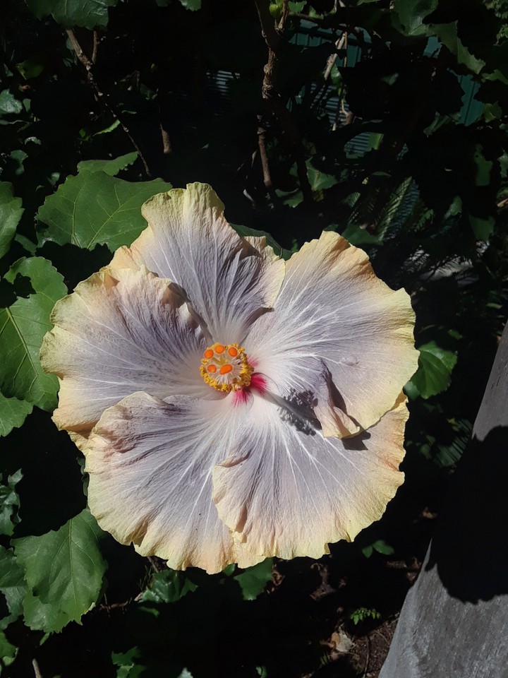 purple and white flower
