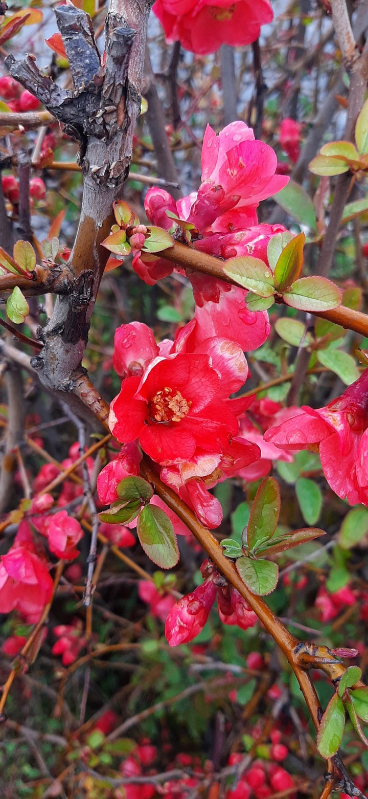my spring