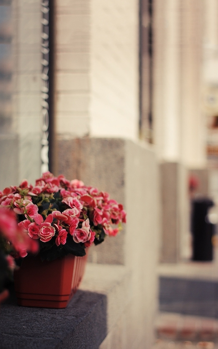 rose