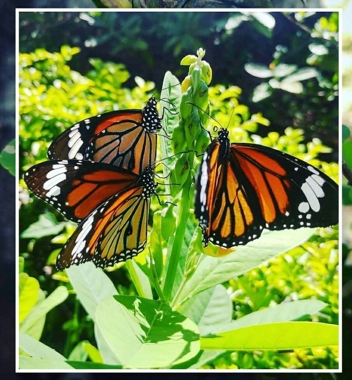 SK~butterfly