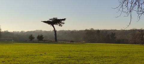 tree