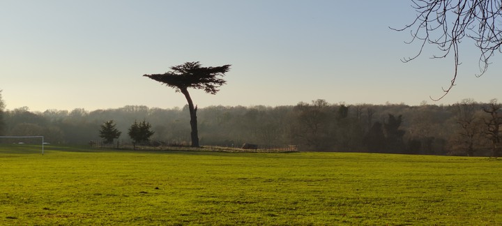tree