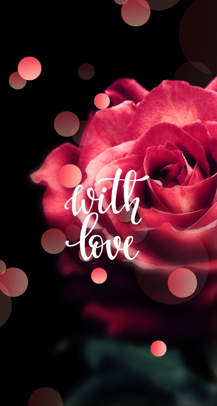 red rose