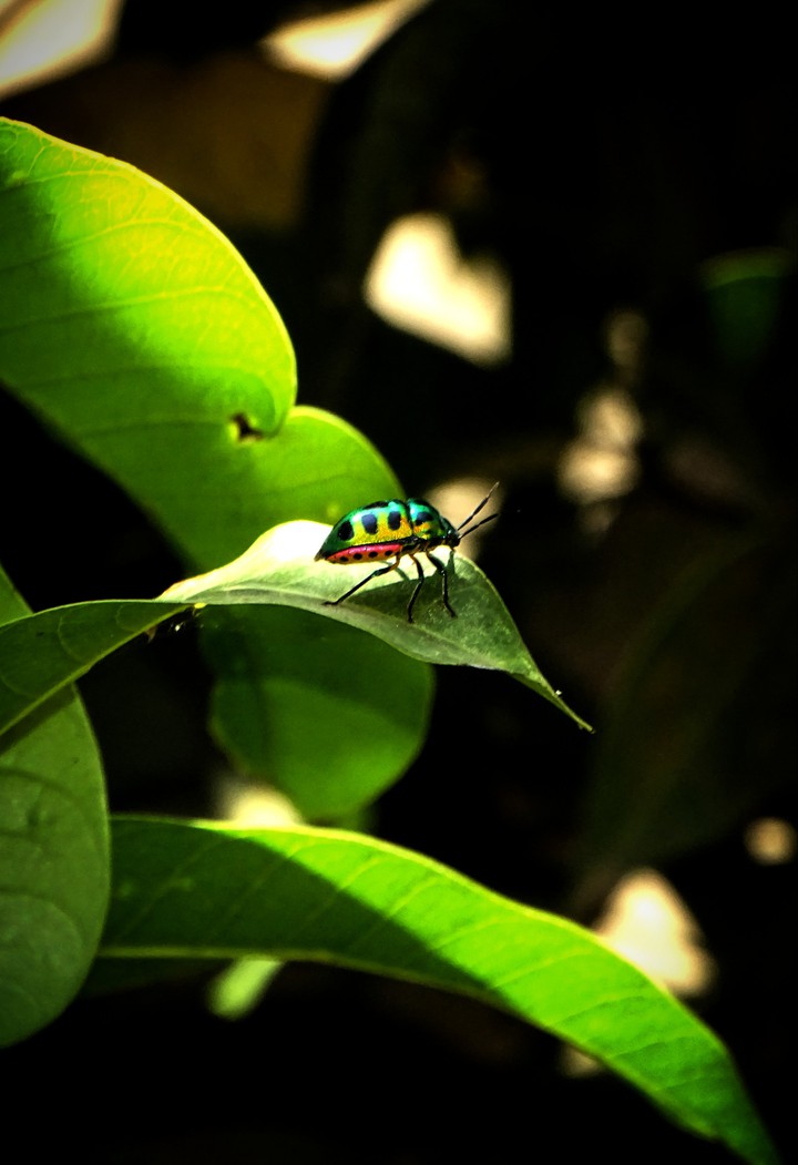 Ladybird