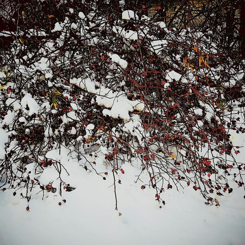 viburnum