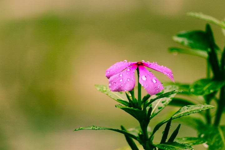 #blossom #canon700d #rainy