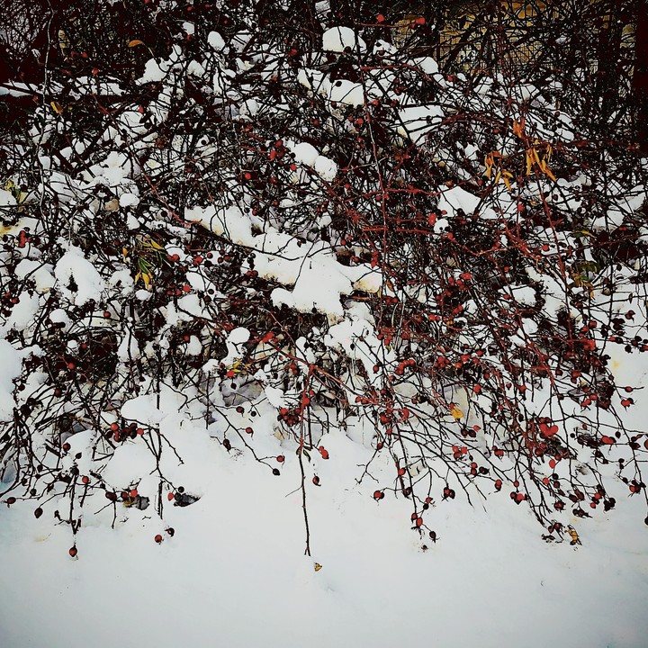 viburnum