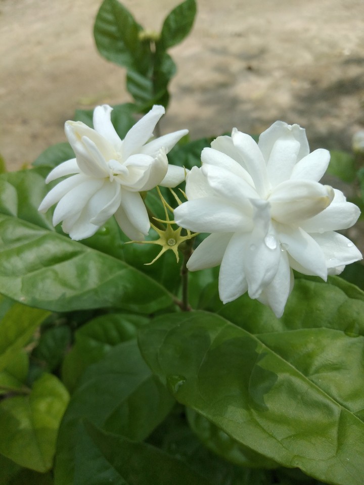 flower