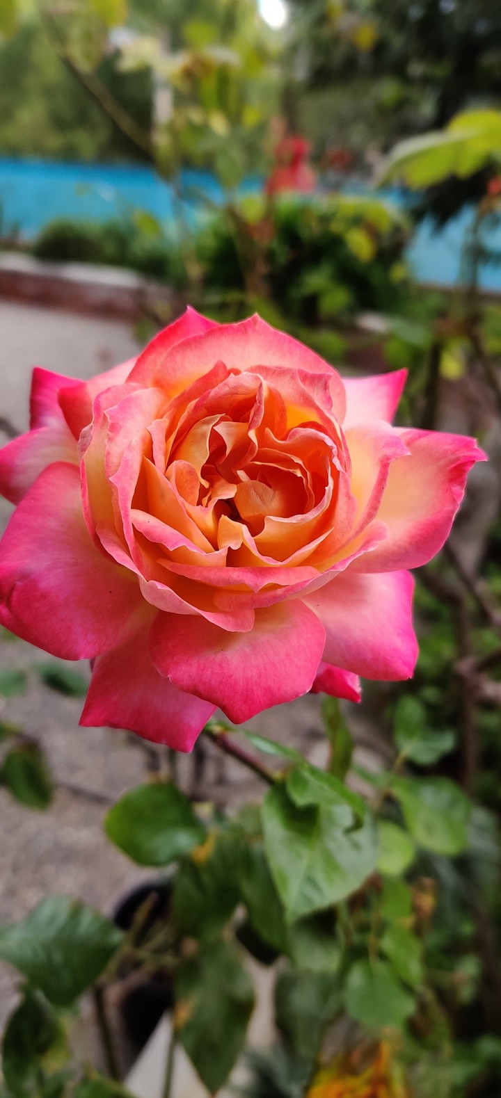 Pink rose