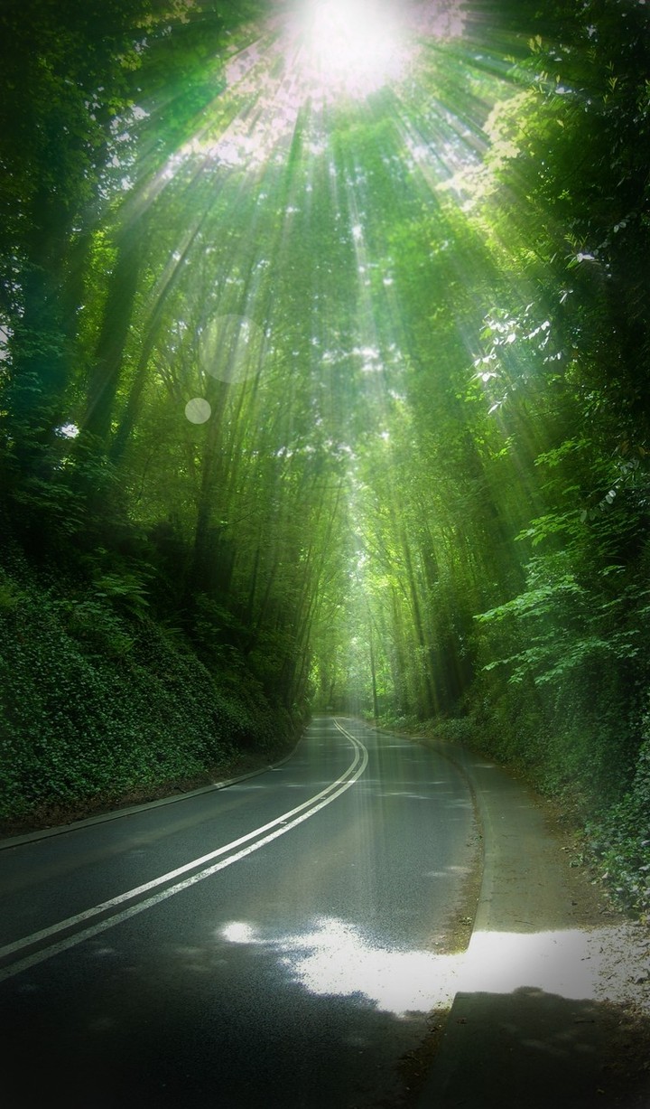 Winding misty road through forest