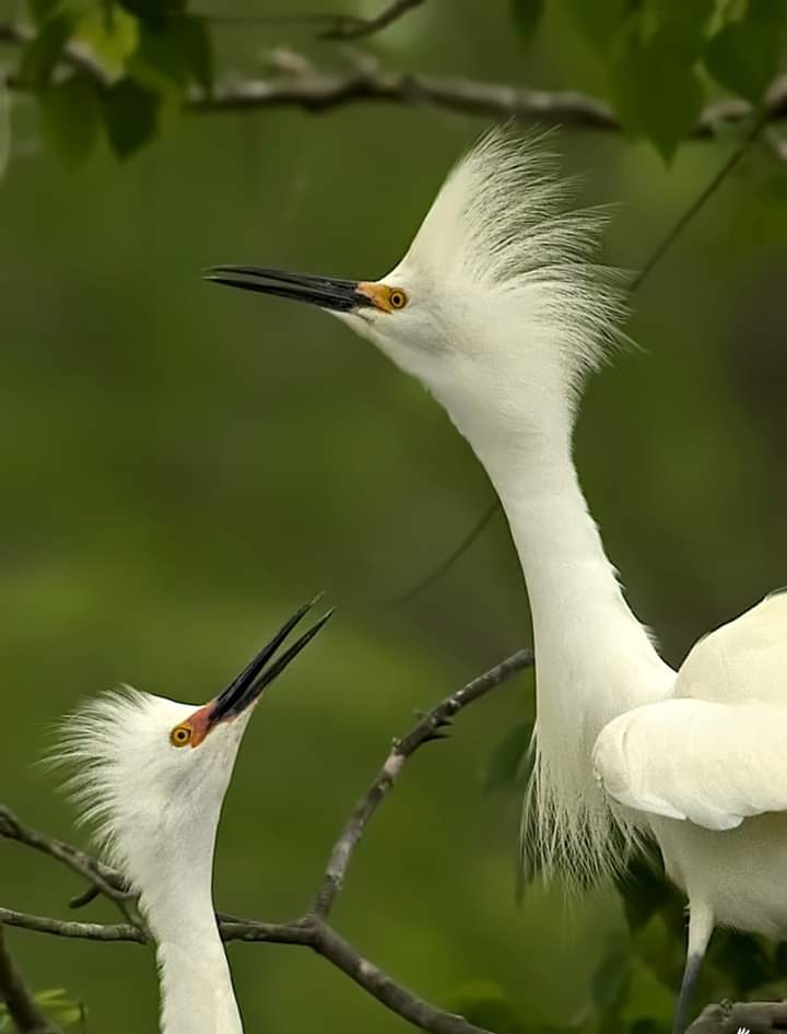 Birds