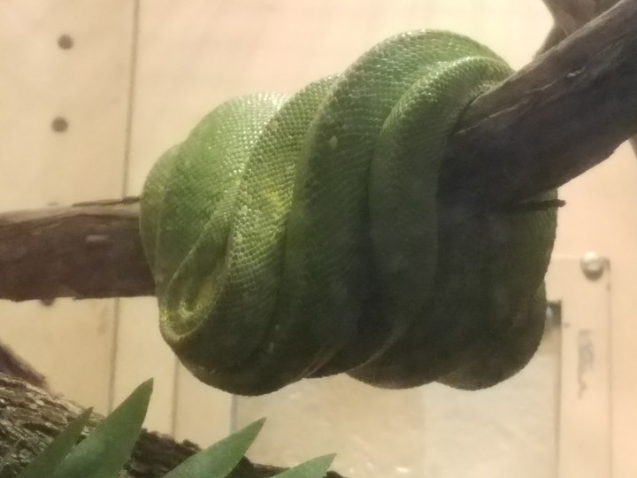Coils