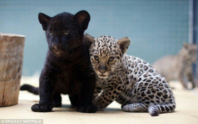 Jaguar baby