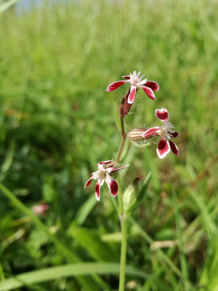 Tiny red flowers
