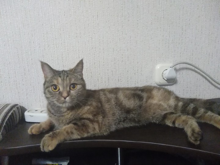 Марта, кошка, позирует ?