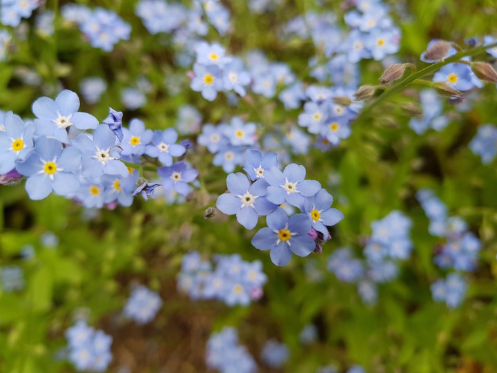 blue flowers