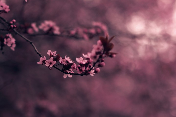 Magic Pink