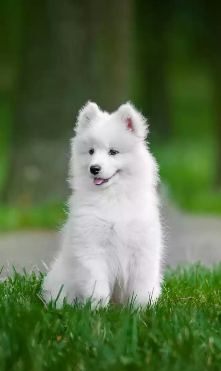 Cute And Expensive