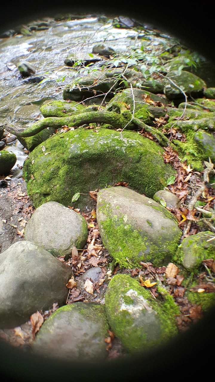 rock garden