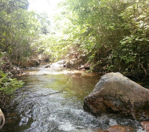 stream