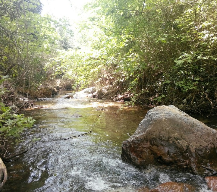 stream