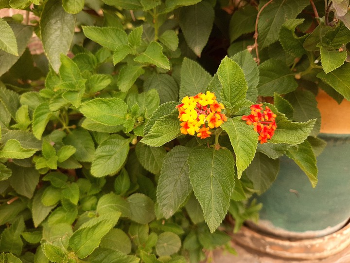 flowers