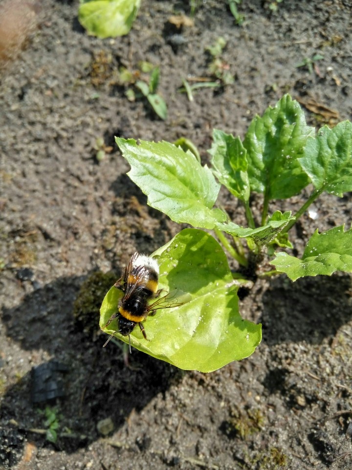 Insect.