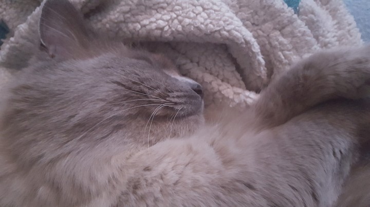 happy snoozer