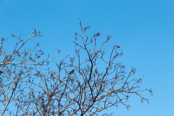 dying tree