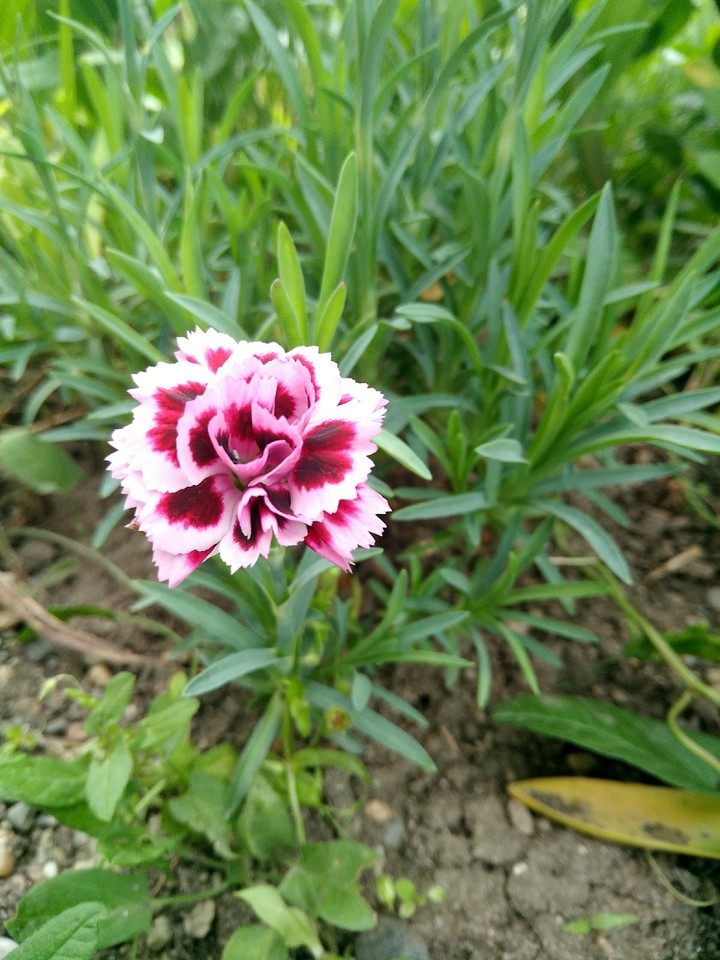 nature