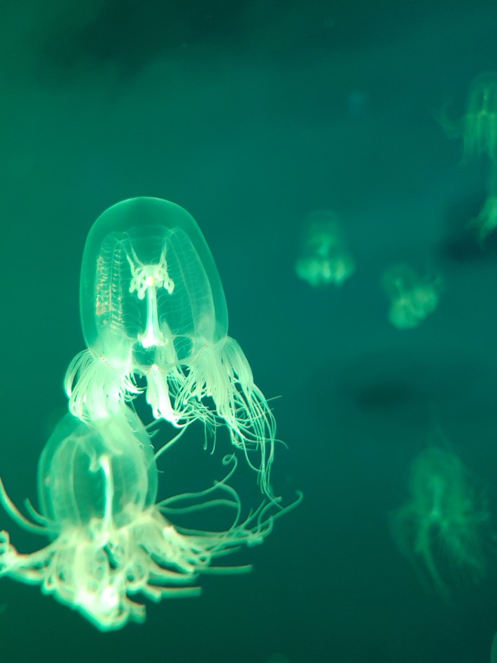 Peanut Butter Jelly Fish