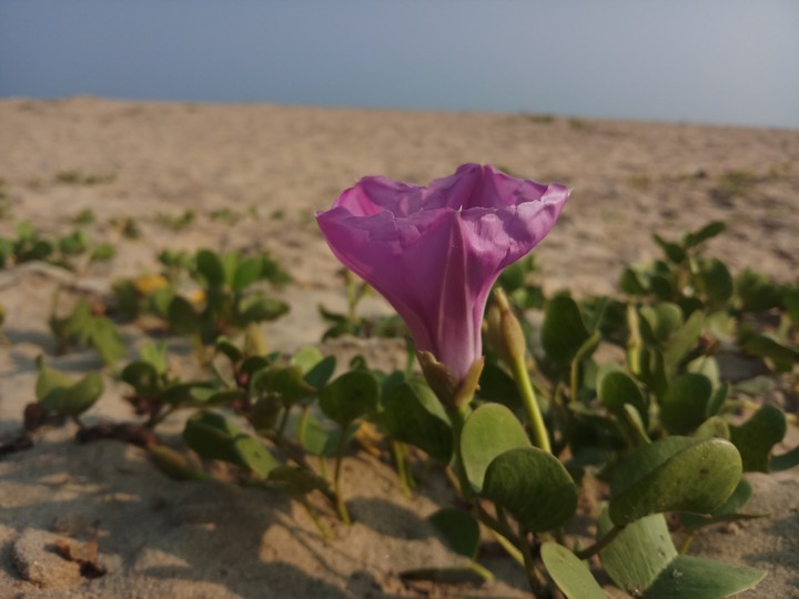 sand