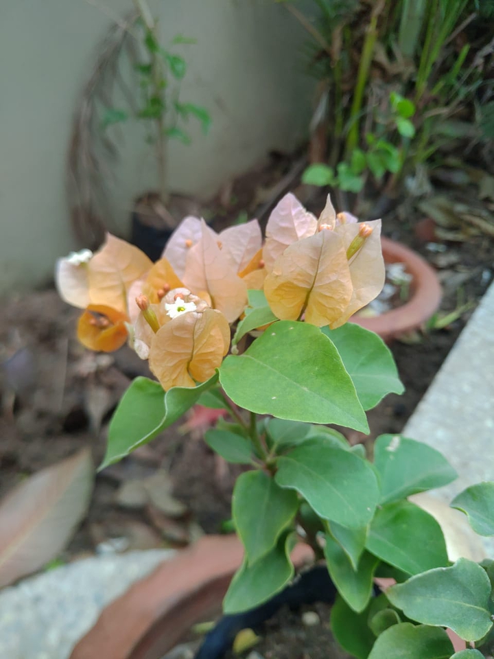 orange flower