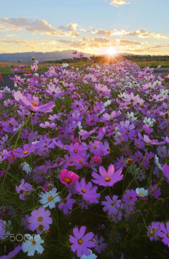 Cosmos sunset