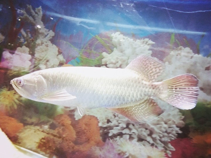 the gold arowana fish