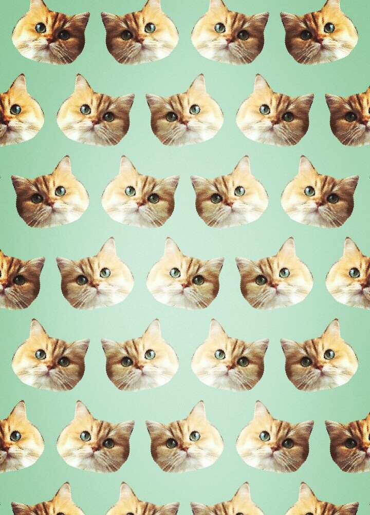 Catsismylove