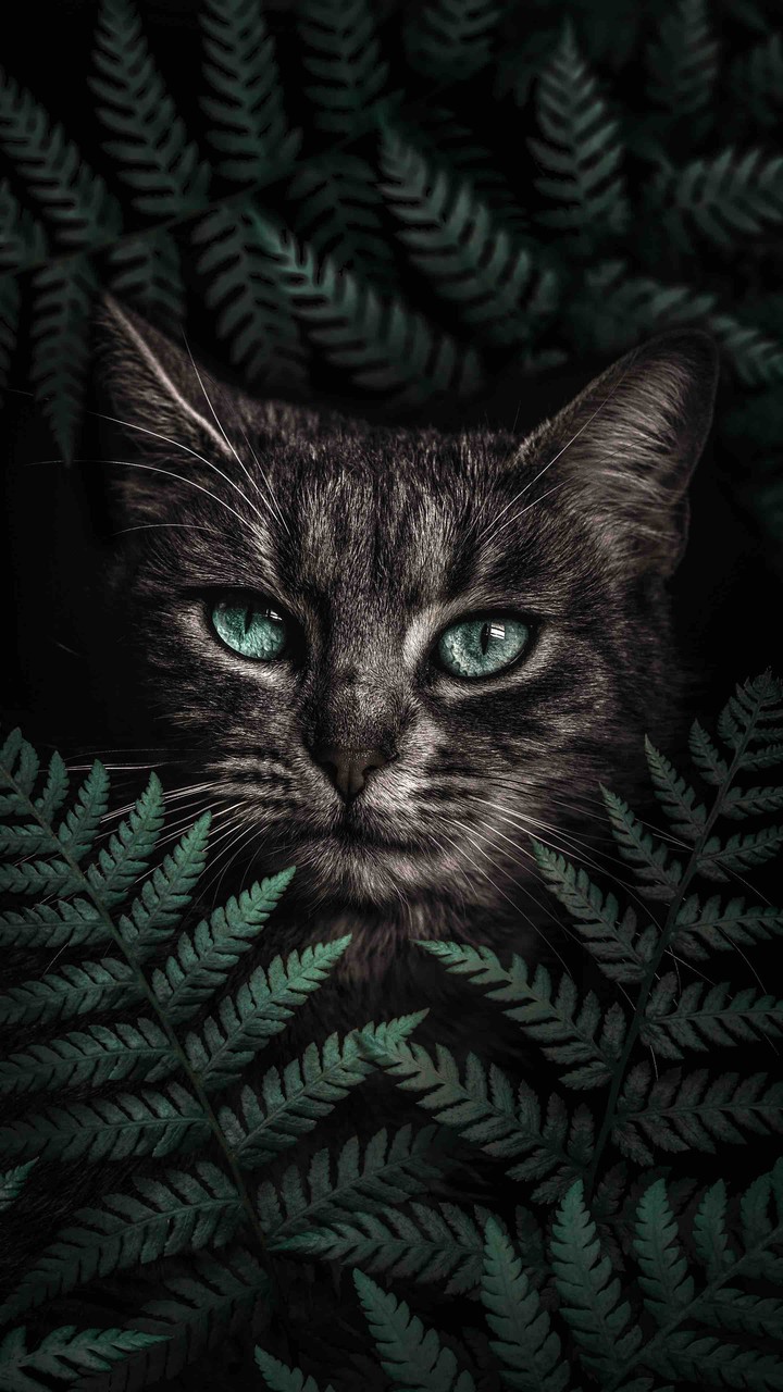 коте
