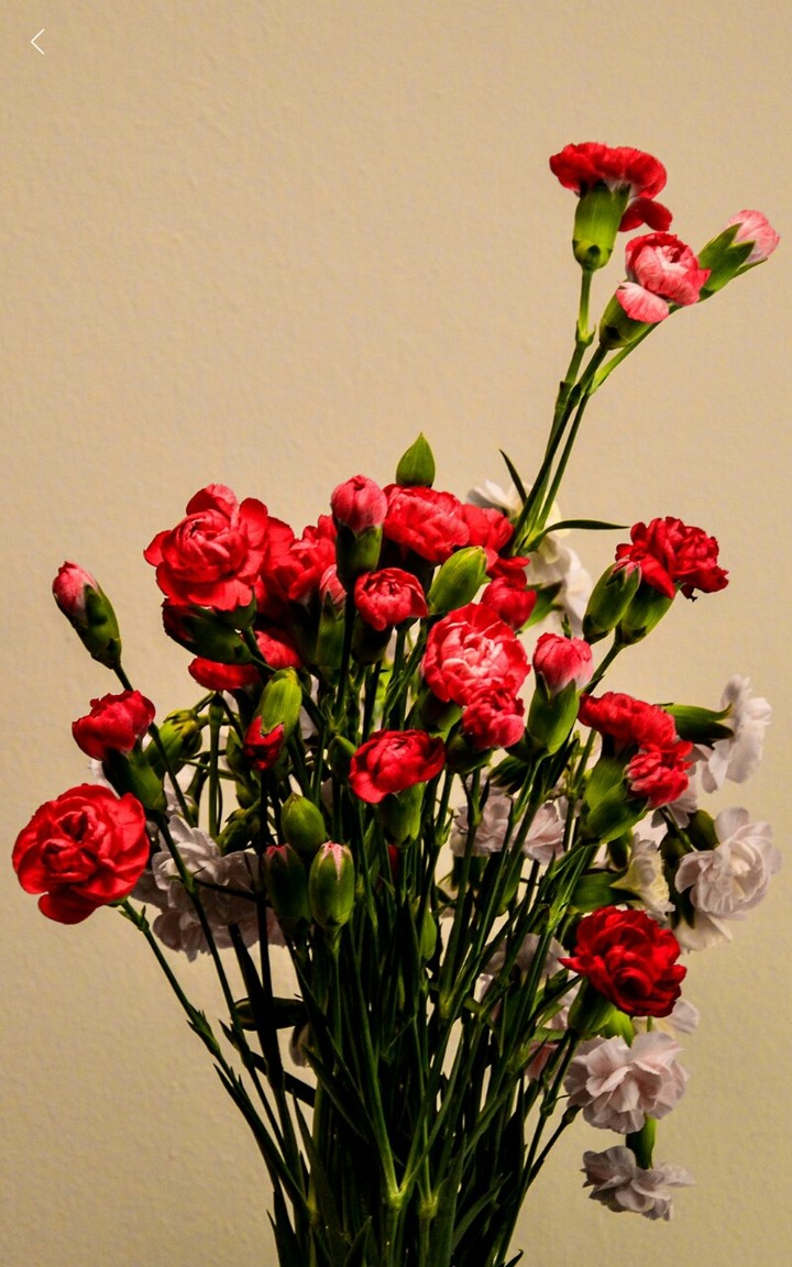 Red Flowers