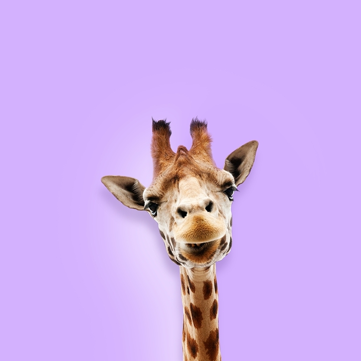 jirafa