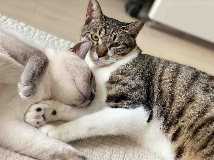 고양이