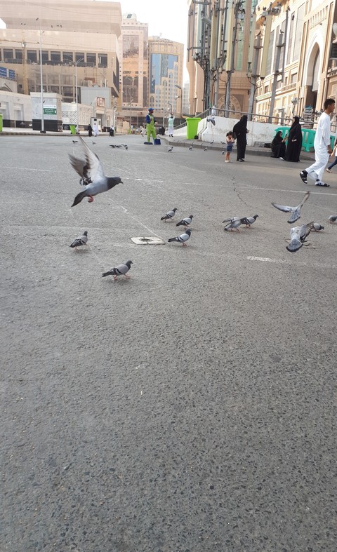 makkah dove
