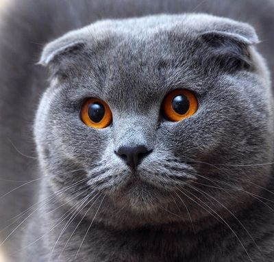 British Cat Shorthair