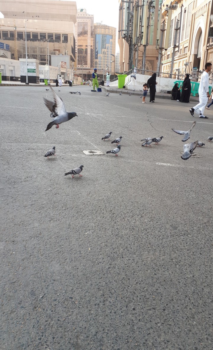 makkah dove